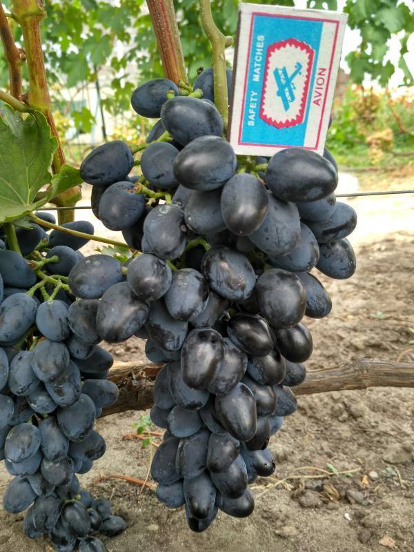Виноград чарли: описание сорта с характеристикой и отзывами, особенности посадки и выращивания, фото