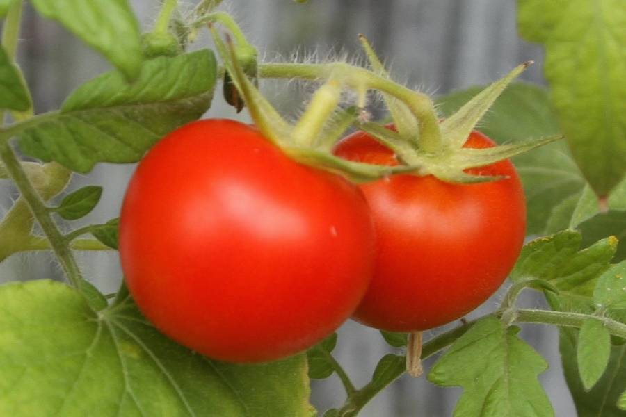 Семена томат розовый агат: описание сорта, фото. купить с доставкой или почтой россии.