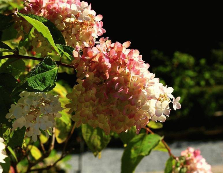 Метельчатая гортензия: сорта для российских садов, фото, названия и описания