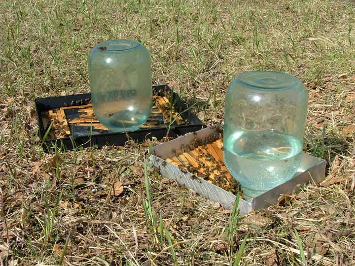Поилка для пчел своими руками из пластиковой бутылки и доски (фото, видео)
