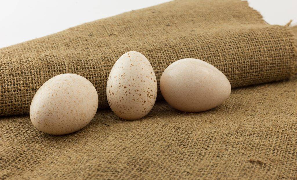 Чем можно начинать яйца. Индюшиные яйца. Яйца пригодные. Индюшиные яйца польза и вред. Индюшиные яйца купить.