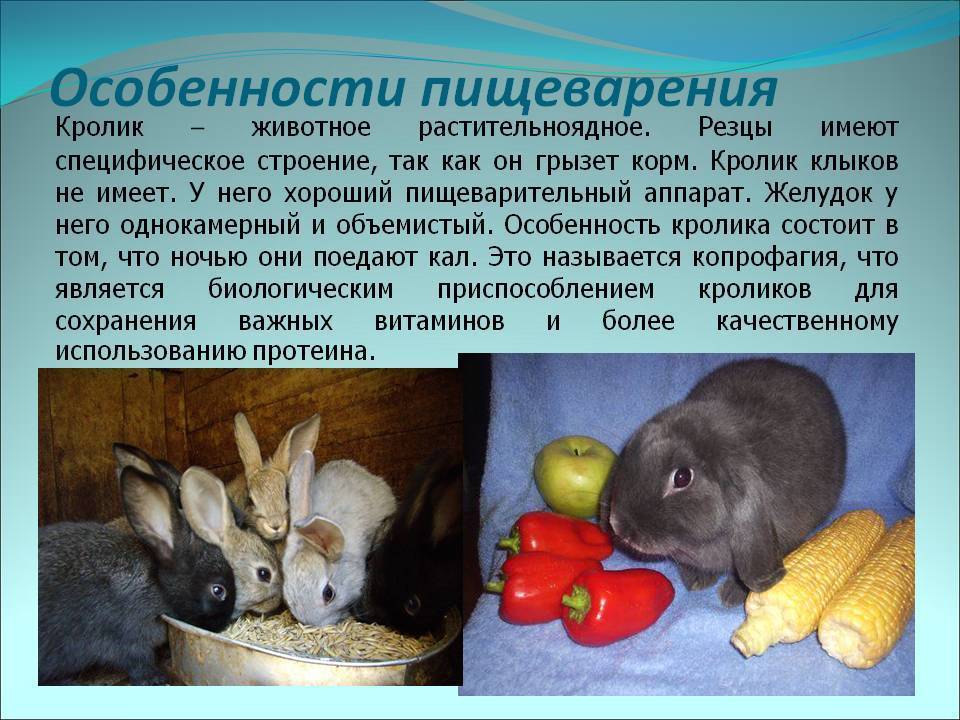 Разведение кроликов в домашних условиях: выгодный бизнес с окупаемостью за полгода