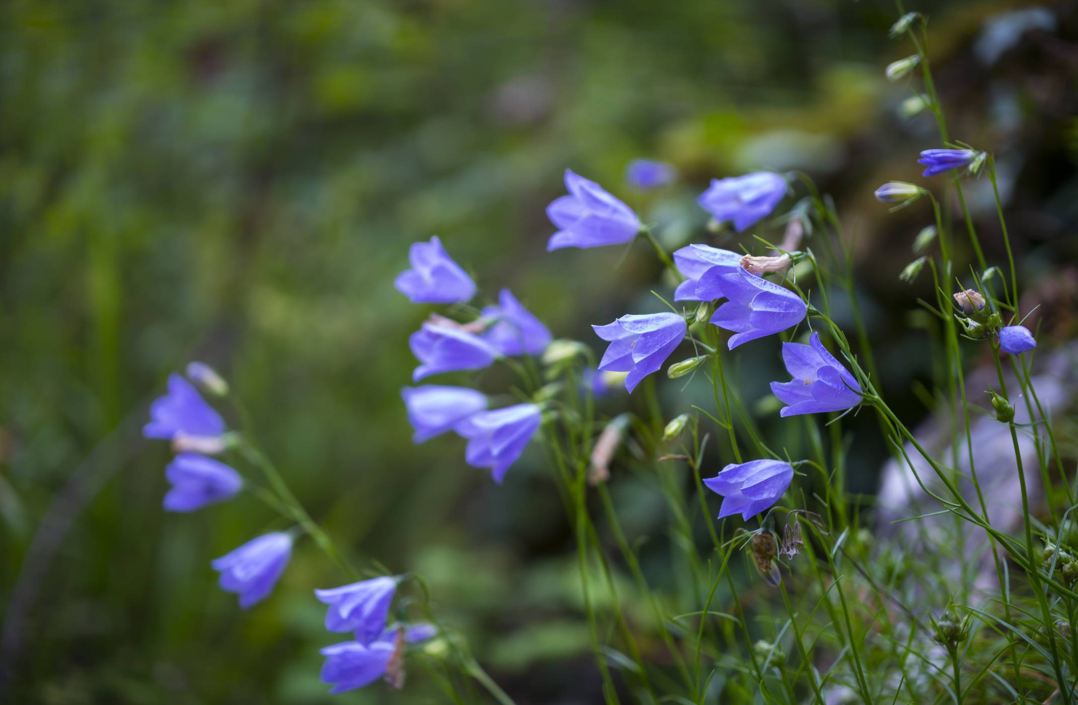 Цветок кампанула садовая (колокольчик) (56 фото): персиколистный, карпатский, широколистный, уход, выращивание из семян