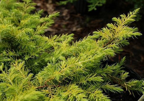 Juniperus conferta golden wings описание !
