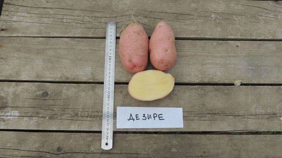 Картофель агата – описание сорта, фото, отзывы