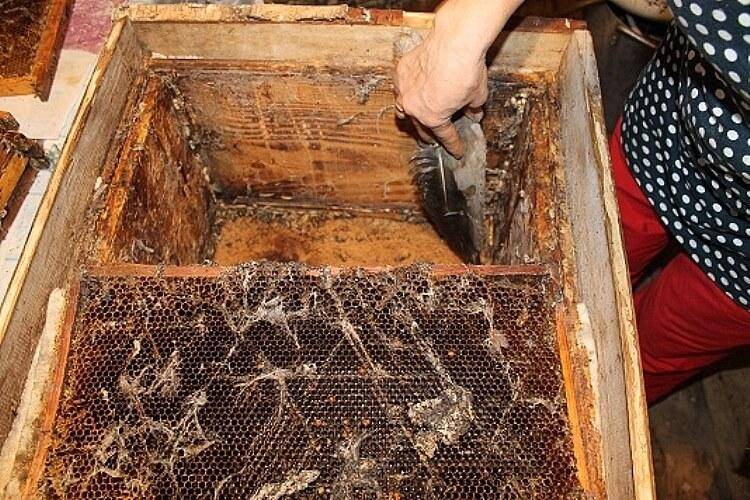 Как избавиться от восковой моли в улье с пчелами: проверенные методы