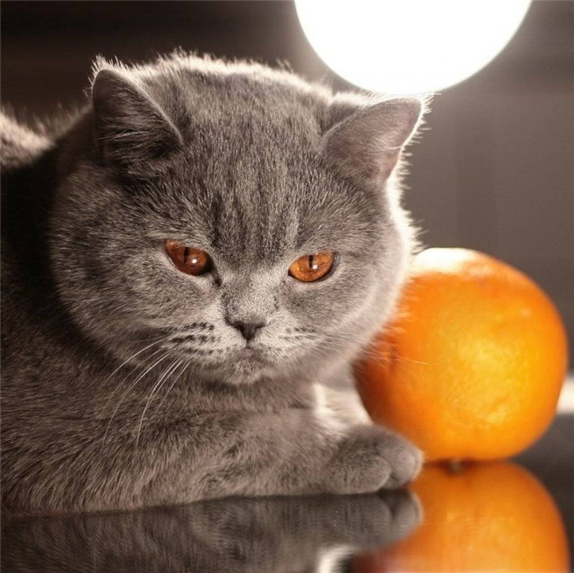 Почему кошки не любят запах цитрусовых: причины и советы