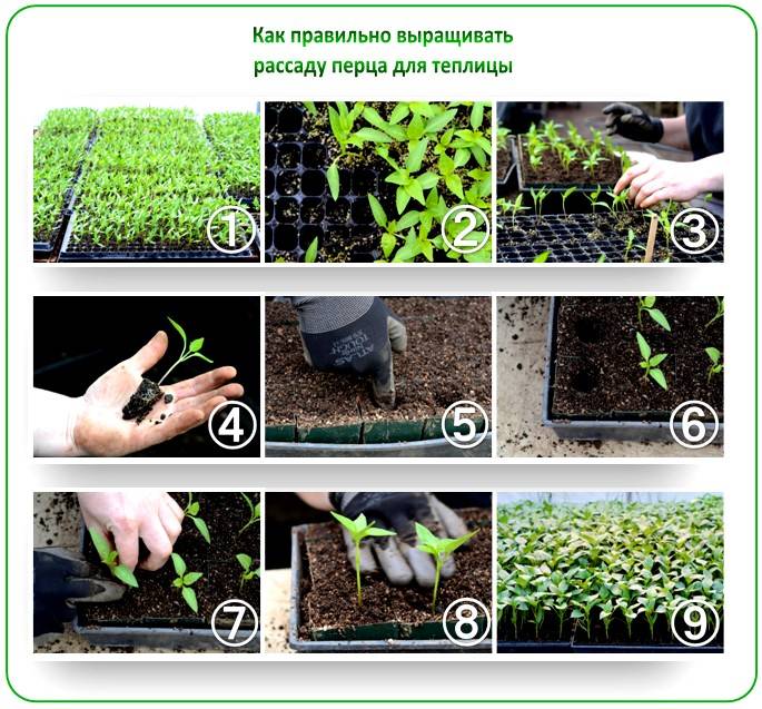 Как посадить перец: когда и как правильно сажать рассаду