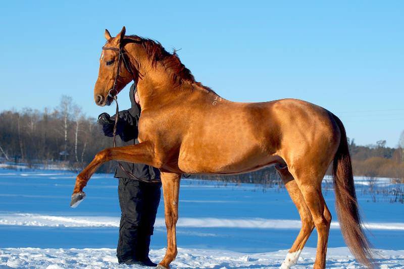 Буденновская порода лошадей: особенности и описание | мои лошадки