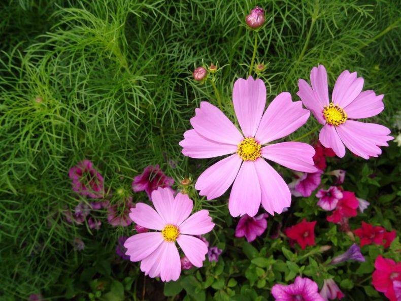 Космея: фото цветов, особенности посадки и выращивания растения
