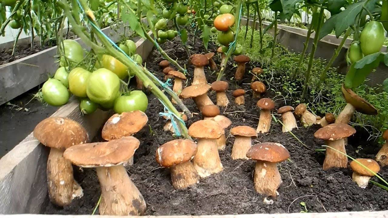 Выращивание грибов дома: условия