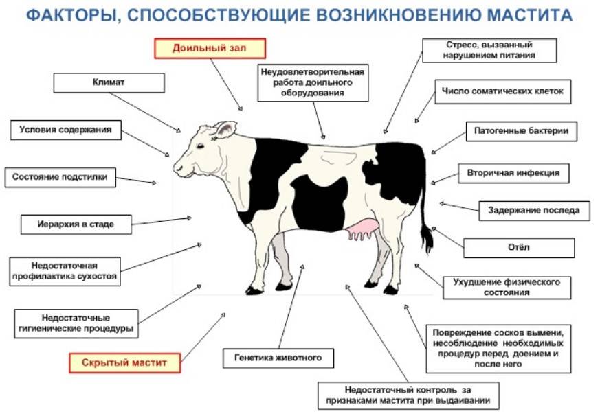 Схема лечения мастита у коров