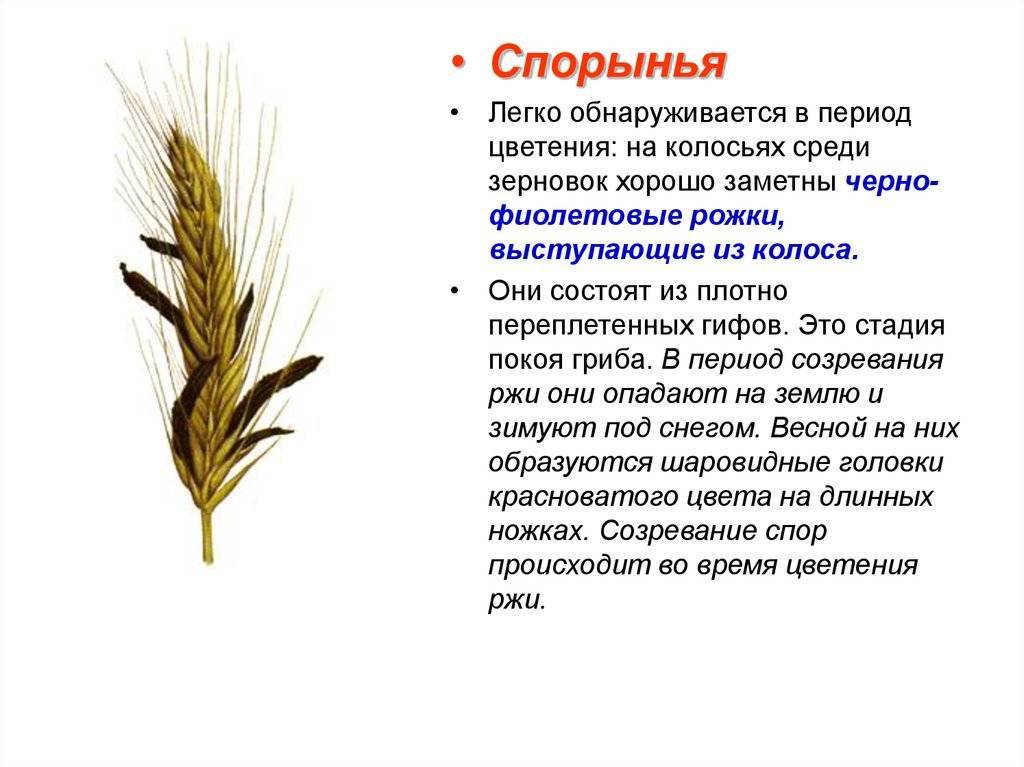 Головневые | справочник пестициды.ru
