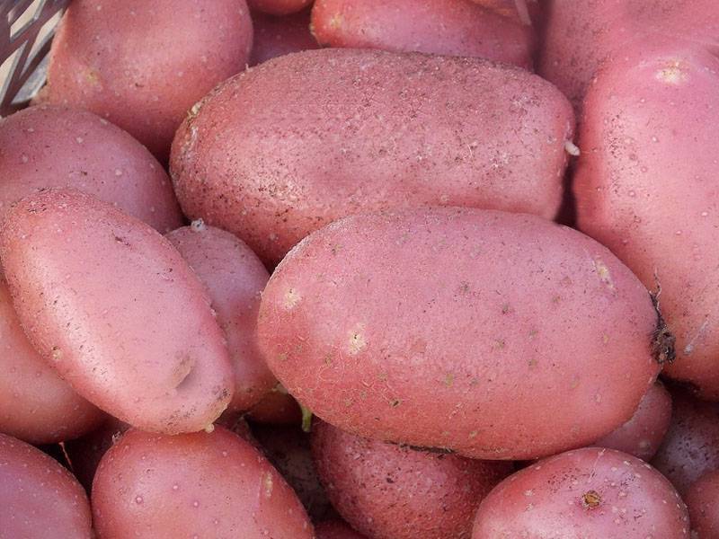 Ранние и ультраранние сорта картофеля