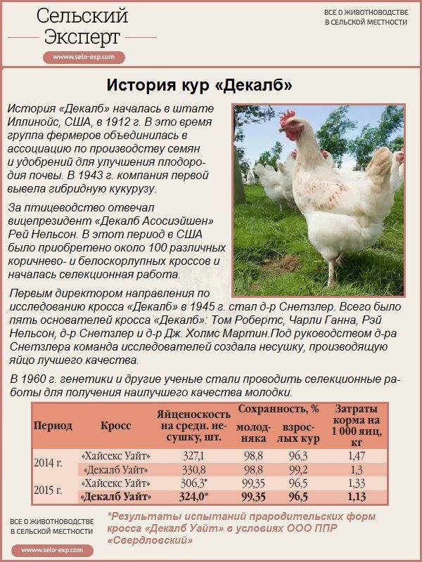 Декалб уайт: описание породы кур, фото, отзывы, разведение
