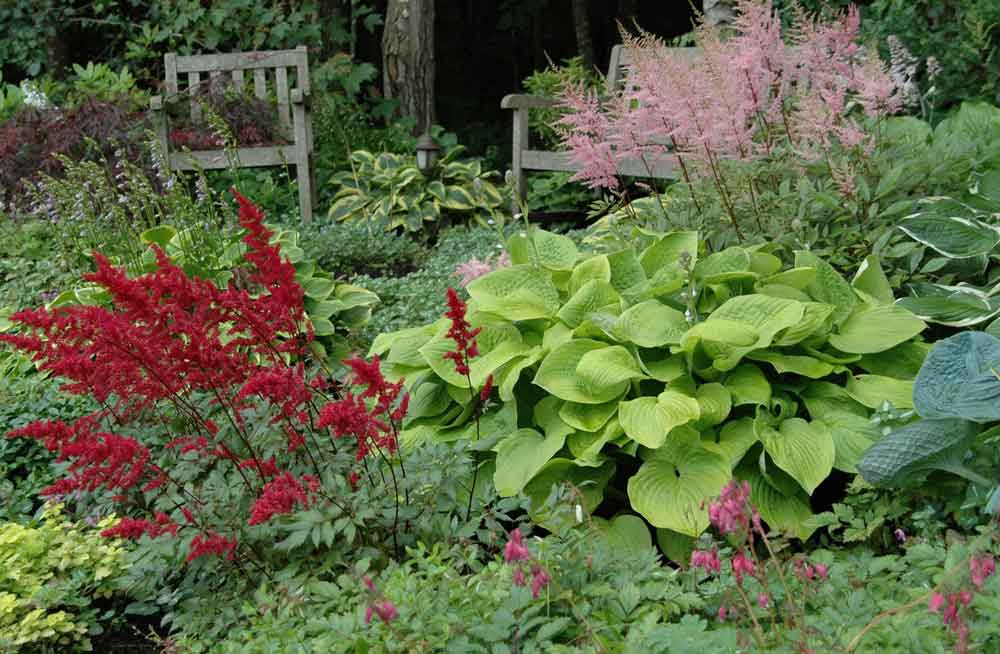 Астильба в ландшафтном дизайне сада: сочетание с хостами и лилейниками, хитрости для клумбы - 23 фото