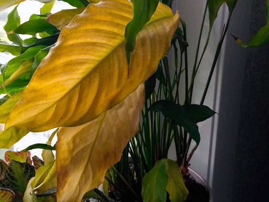 Почему желтеют листья у спатифиллума, причины и их устранение