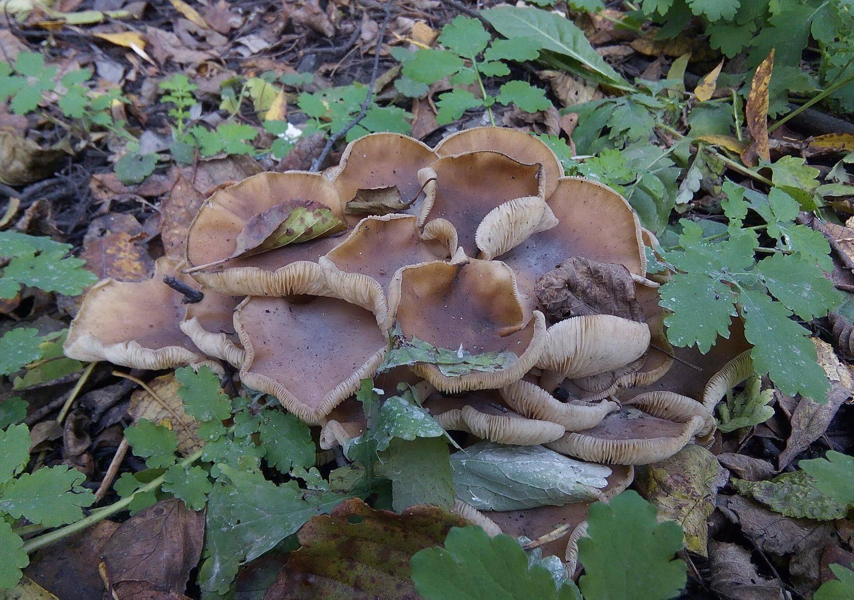 Рядовка грибы: описание грибов с фото, съедобные и несъедобные рядовки