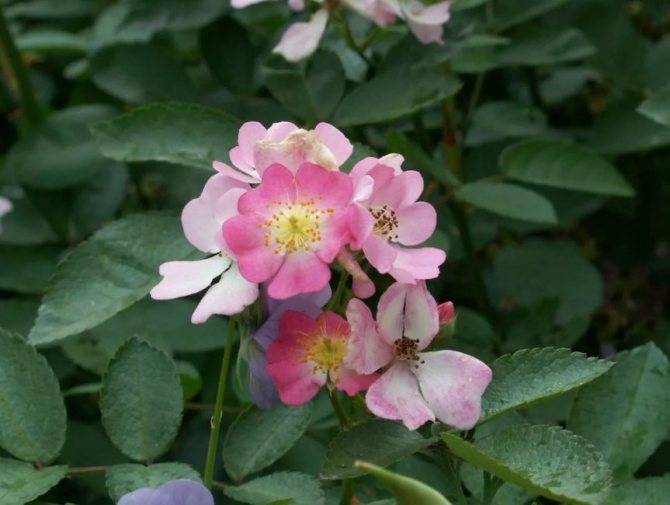 Роза "крылья ангела", мой позитивный опыт: группа садовые цветы и флористика