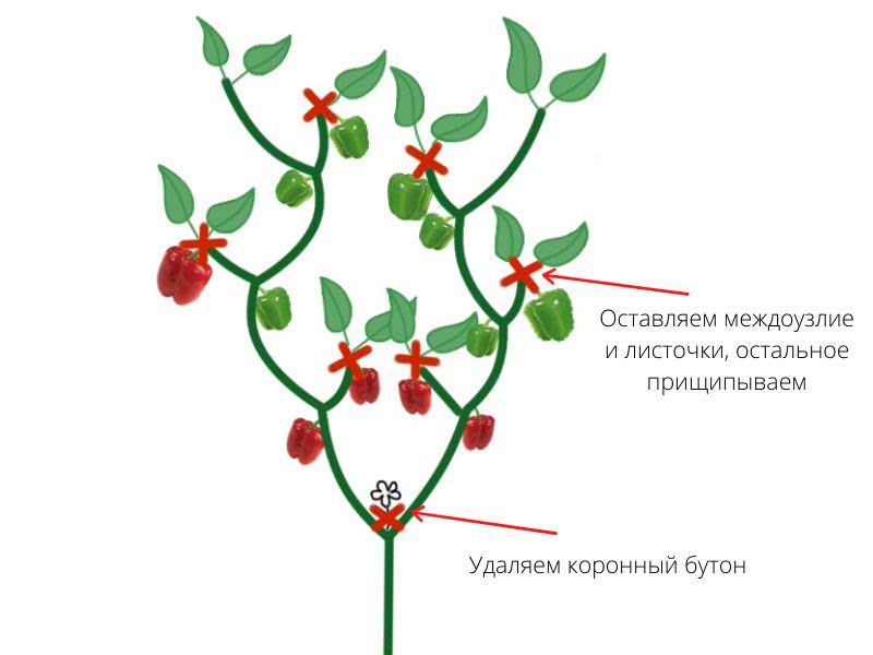 Как пасынковать баклажаны в теплице пошагово схема