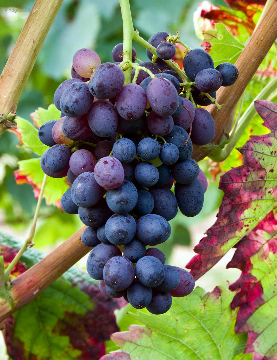 Виноград кишмиш черный: описание с фото, характеристики