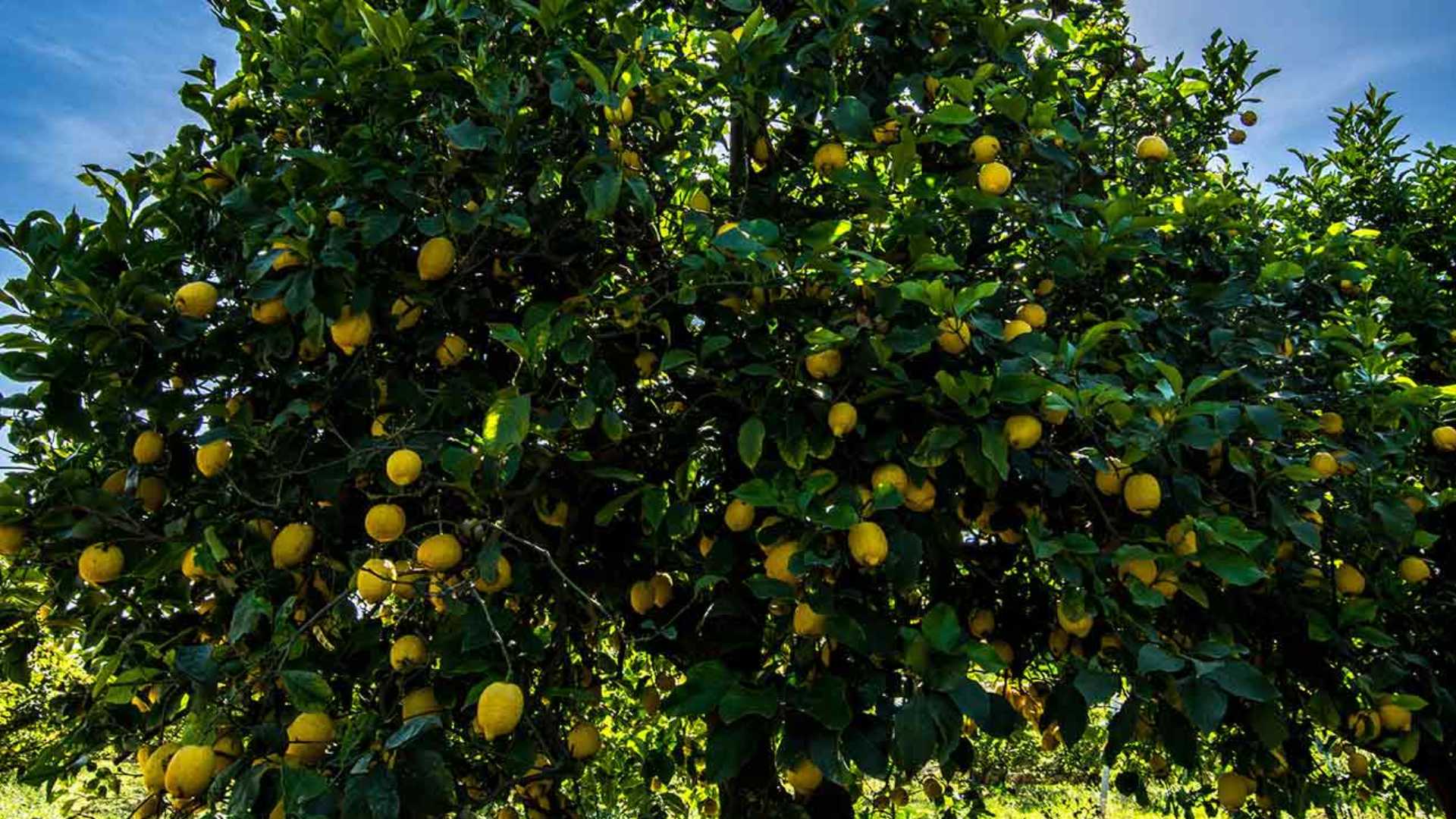 Дерево лимон с плодами. Цитрус лимон дерево. Дерево лимон (Cítrus Límon). Lemon Citrus Limon Италия. Лимонное дерево Северной Америки.