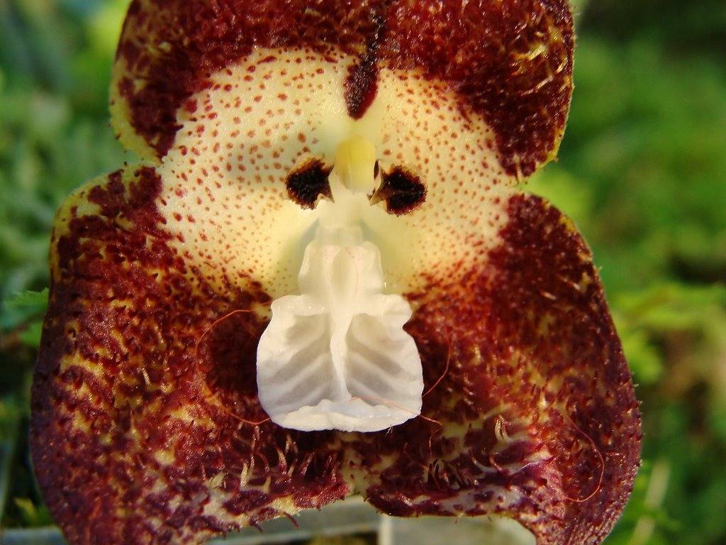 Самые редкие виды орхидей: сорта и способы их размножения