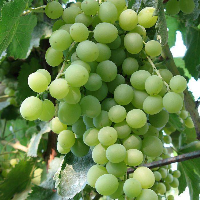 Виноград кристалл: описание сорта, выращивание уход и отзывы