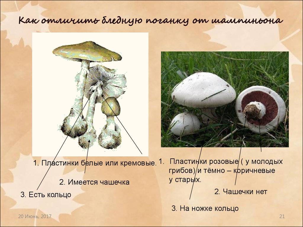 Бледная поганка: ядовитые грибы. описание и фото бледной поганки.