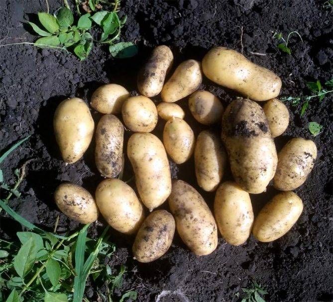 Описание картофеля королева анна: особенности, преимущества, реальные отзывы
