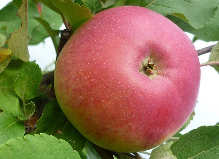 Яблоня орлинка: особенности сорта и ухода
