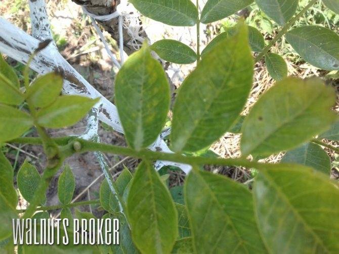 Что делать, если на грецком орехе чернеют листья: пошаговая инструкция по лечению и профилактике заболеваний