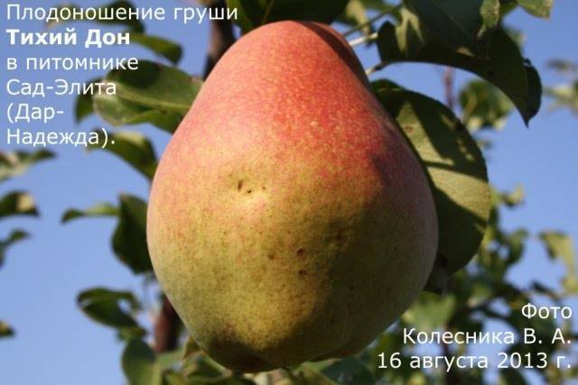 Груша тихий дон - описание сорта, фото, отзывы садоводов - gribferm.ru