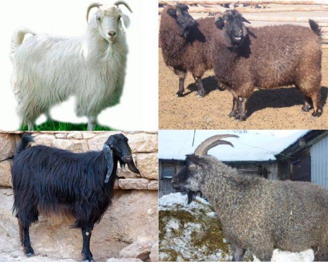 Англо нубийские козы: преимущества и недостатки разведения