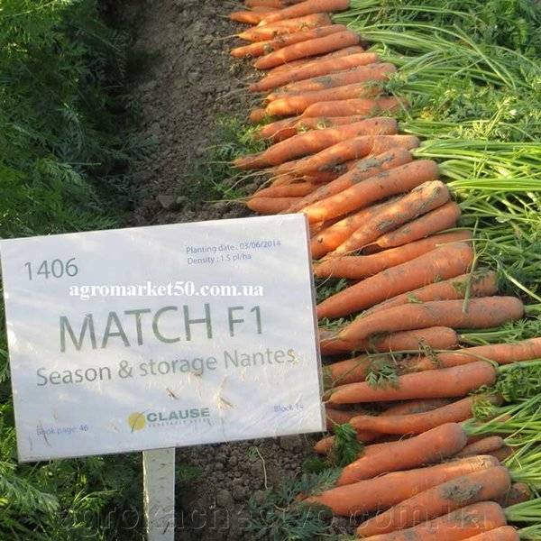 Морковь наполи отзывы фото урожайность - клуб органического земледелия