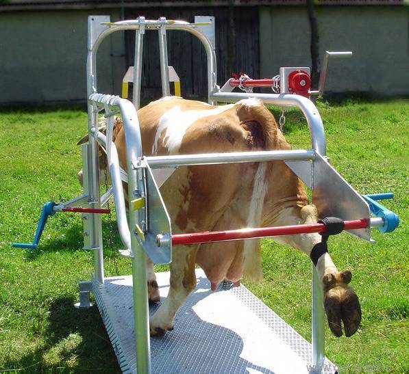 Станок для доения коз: как сделать своими руками — selok.info