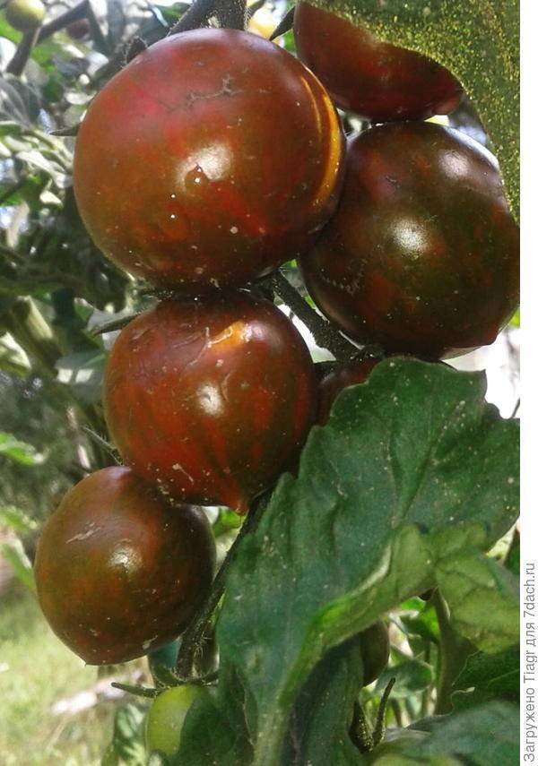Полосатые томаты: полное описание интересных сортов с фото