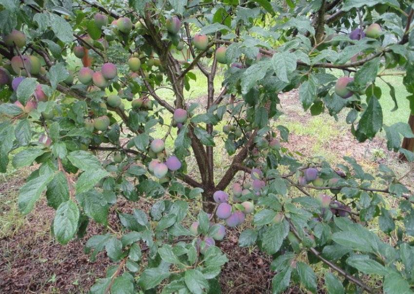 Слива анжелина: описание сорта, выращивание, уход, фото