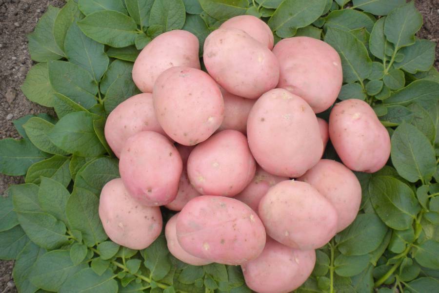 Картофель беллароза. описание, характеристики, особенности!
