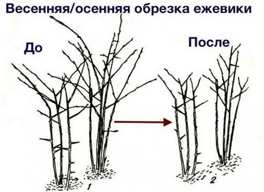 Схема посадки ежемалины