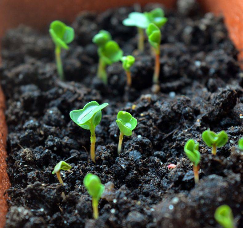 Венидиум: выращивание из семян в домашних условиях, когда сажать, фото