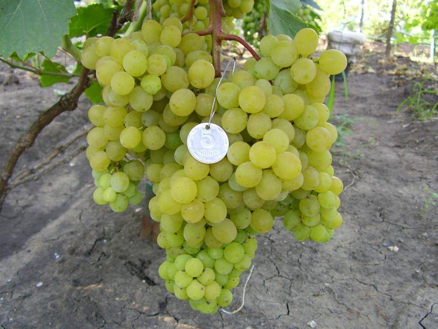 Виноград русбол улучшенный - мир винограда - сайт для виноградарей и виноделов