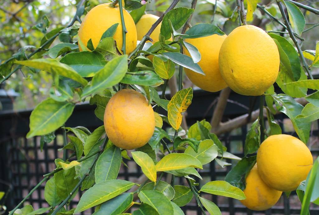 Лимон lemon комнатный - виды: павловский, мейера, пондероза, новогрузинский лимон, уход в домашних условиях, размножение