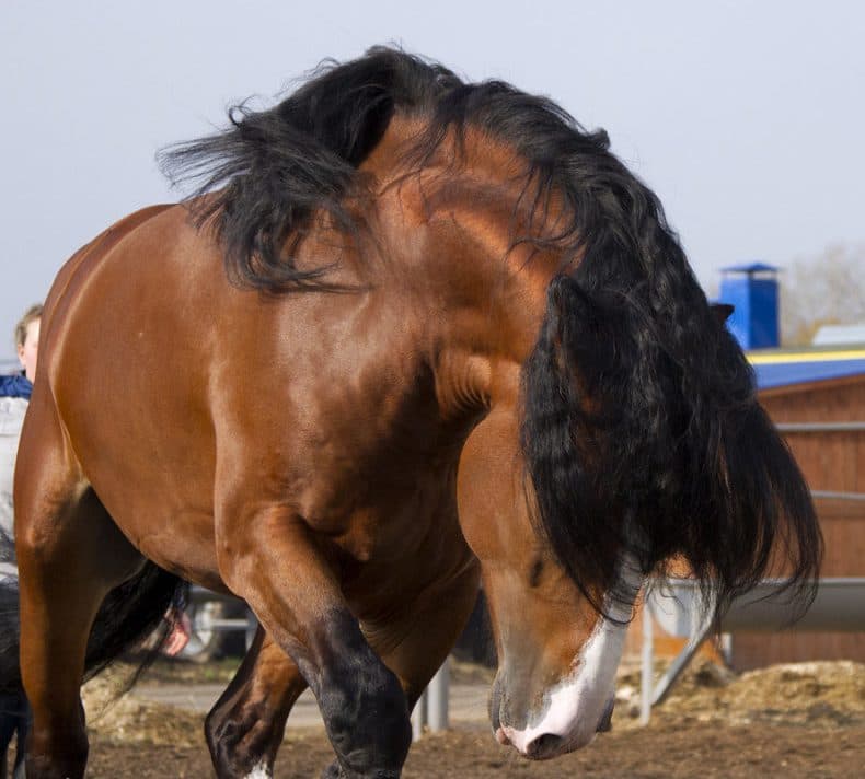 Владимирский тяжеловоз — порода лошади