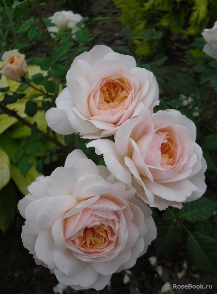 Роза крокус роуз история сорта выращивание и уход