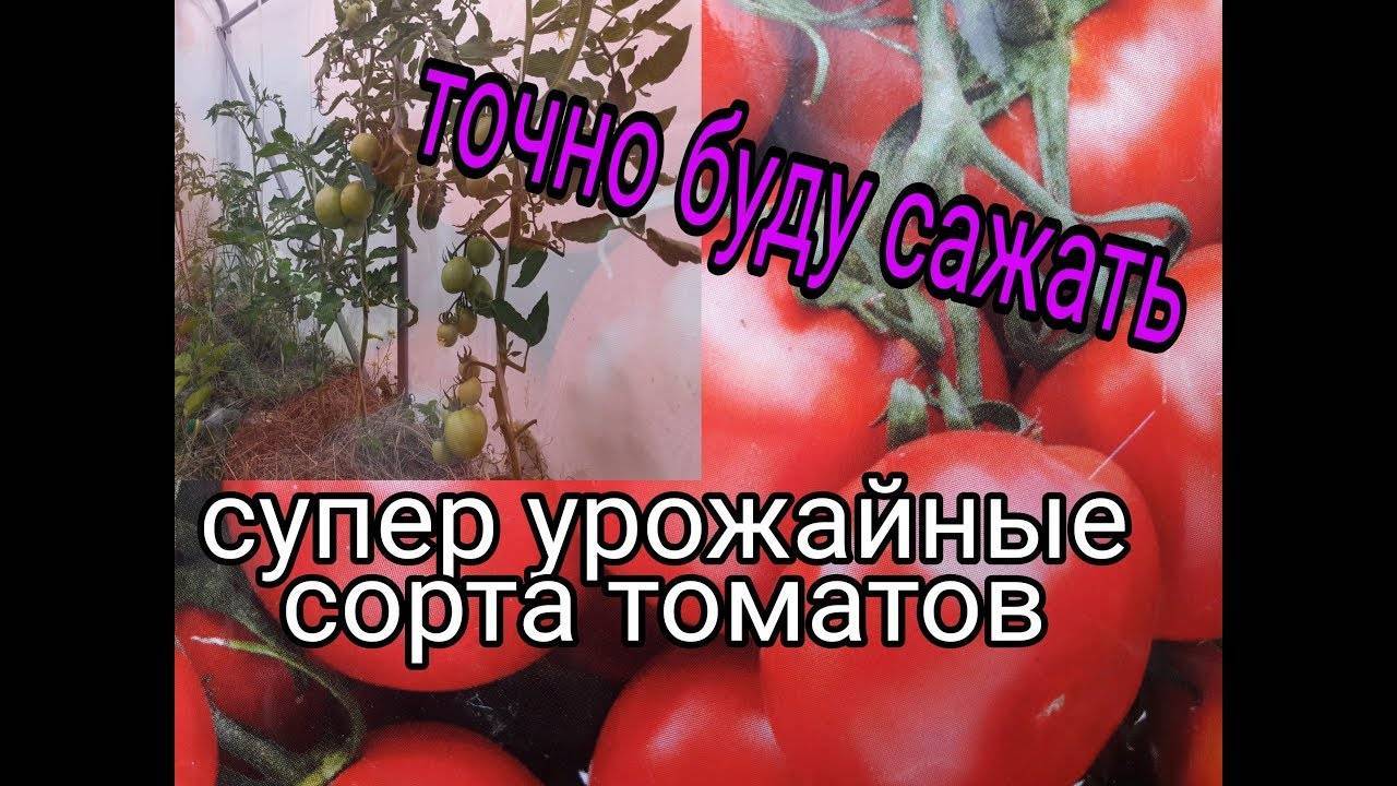 Томаты марьина роща описание сорта фото