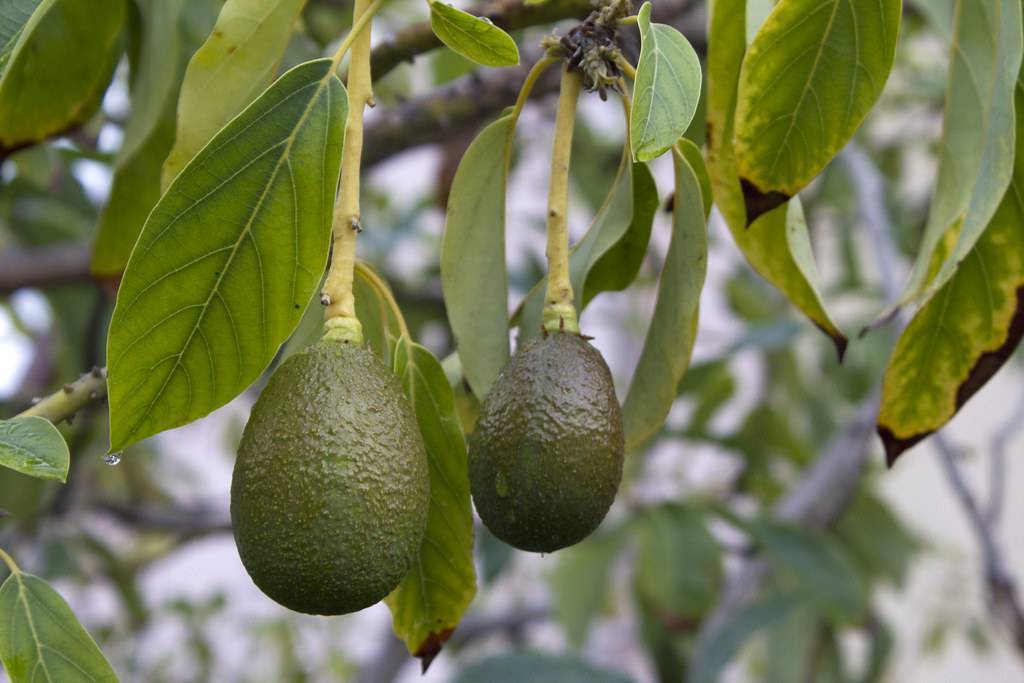 Авокадо — где растет, в какой стране? как вырастить авокадо из косточки в домашних условиях