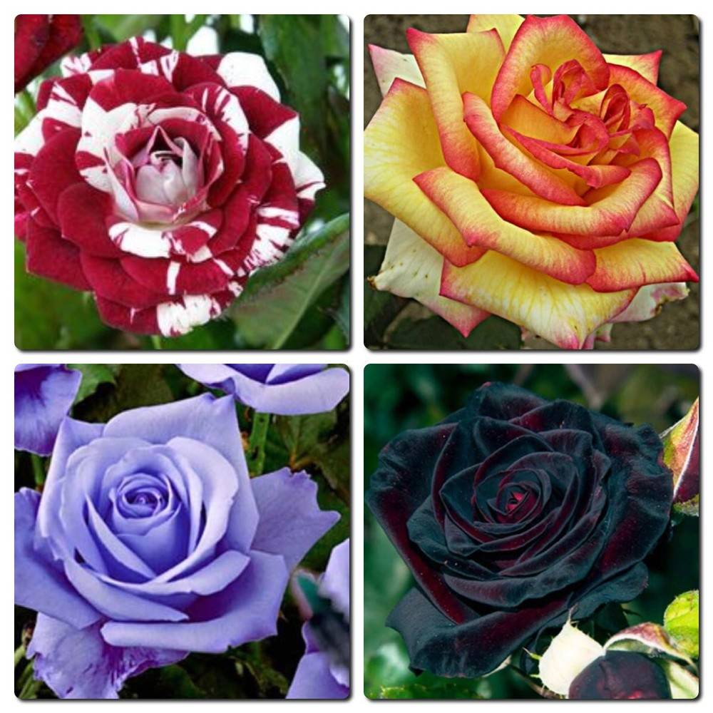 Разновидности роз с фото и описанием на русском