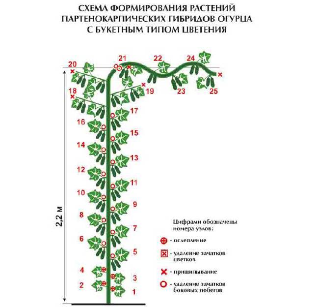 На какой овощной культуре проводят ослепление