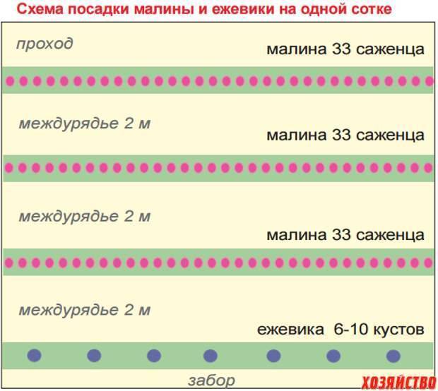 Посадка малины схема посадки малины